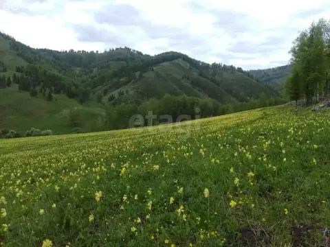 Участок в Чемальский район, село Эдиган (1317.86 м)