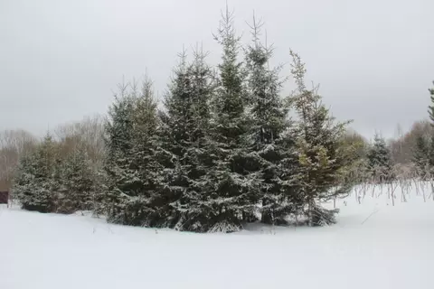 Участок в Московская область, Шаховская муниципальный округ, д. Паново ...