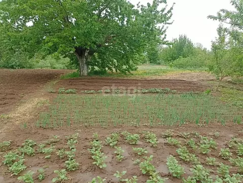 Участок в Крым, Сакский район, с. Крымское ул. Дачная (8.0 сот.)