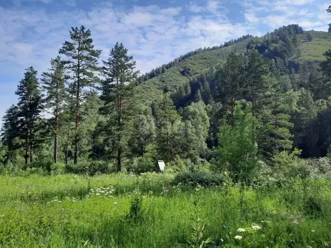 Участок в Алтайский край, Алтайский район, с. Алтайское  (180.0 сот.)