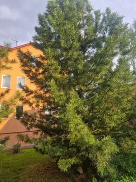 Коттедж в Пермский край, пос. Протасы, 2-й кв-л 8 (313 м)