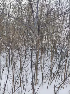 Участок в Московская область, Шатура  (20.0 сот.)