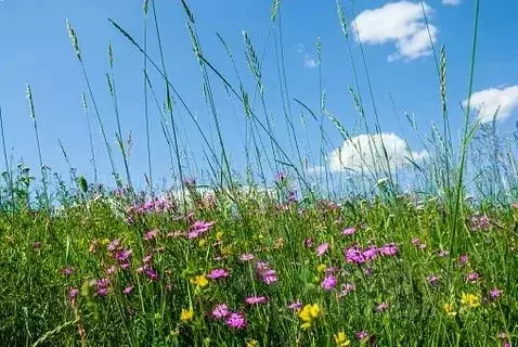 Участок в Нижегородская область, Нижний Новгород Первоцвет СНТ, ул. ...