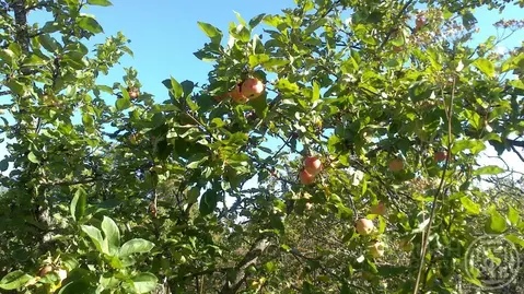 Участок в Ленинградская область, Лужский район, Скребловское с/пос, д. ...