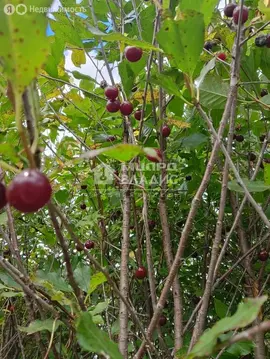 Дом в муниципальный округ Омский район, СНТ Ландыш, 2-я аллея (26 м)