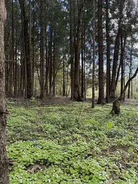 Участок в Московская область, Дмитровский муниципальный округ, д. ...