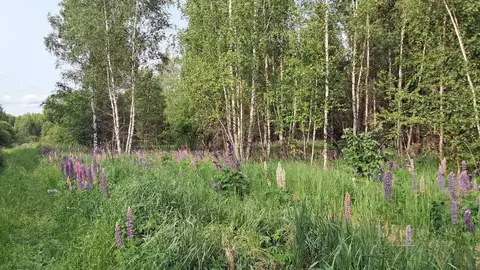 Участок в Калужская область, Тарусский район, Алекино с/пос, Песочное ...