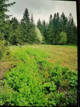 Участок в Пермский край, Пермский муниципальный округ, пос. Протасы  ...