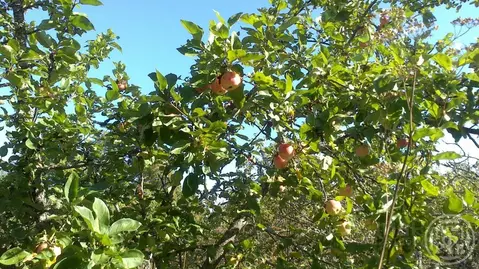 Участок в Ленинградская область, Лужский район, Скребловское с/пос, д. ...