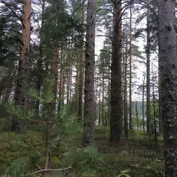 Участок в Карелия, Олонецкий район, Коверское с/пос  (14.0 сот.)