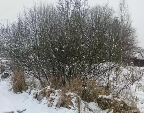 Участок в Московская область, Дмитровский муниципальный округ, с. ...