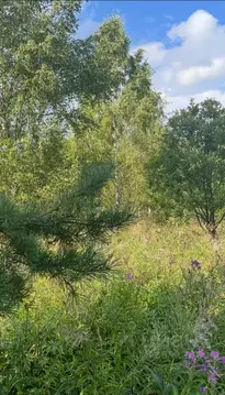 Участок в Владимирская область, Александровский муниципальный округ, ...