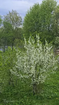 Участок в Рязанская область, Рязанский район, Окское с/пос, пос. ...