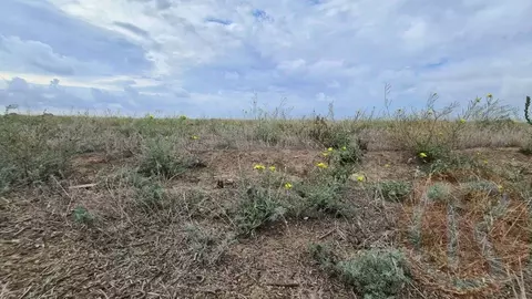 Участок в Крым, Сакский район, с. Молочное ул. Пионерская (6.0 сот.)