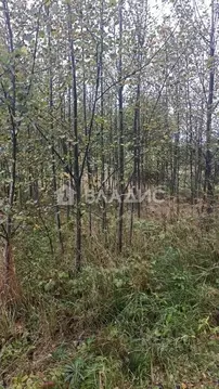 Участок в Владимирская область, Судогодский муниципальный округ, ...