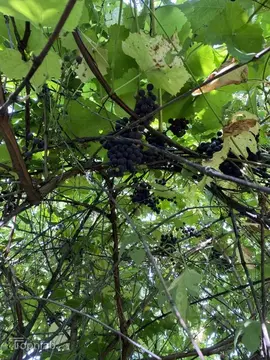 Дом в Алтайский край, Барнаул городской округ, пос. Плодопитомник, ...