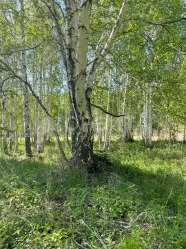 Участок в Тюменская область, Нижнетавдинский муниципальный округ, ...