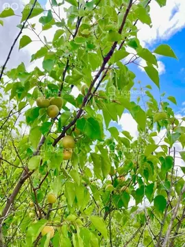 Участок в Новорогачинское городское поселение, СНТ Здоровье (6.83 м)