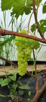 Дом в Псковская область, Псковский район, Логозовская волость, д. ...