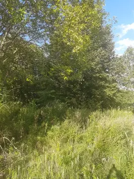 Участок в Московская область, Можайский муниципальный округ, д. Вешки  ...