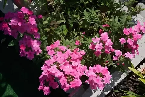 Дом в Крым, Алупка ш. Свободы, 12 (33 м)