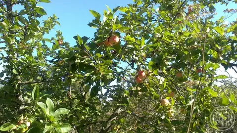 Участок в Ленинградская область, Лужский район, Скребловское с/пос, д. ...