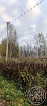 Участок в Ленинградская область, Лужский район, Скребловское с/пос, ...