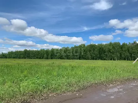 Участок в Новосибирская область, Колыванский район, д. Малый Оеш  ...