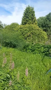 Участок в Псковская область, Плюсский муниципальный округ, д. Вир  ...