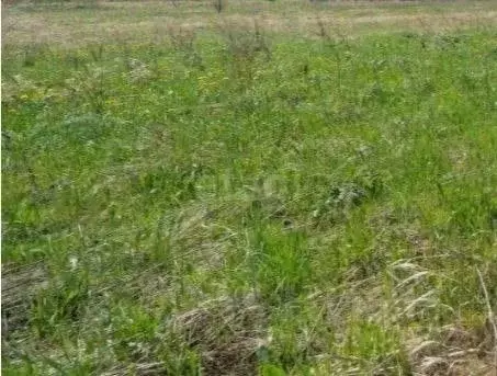 Участок в Пермский край, Пермский муниципальный округ, д. Большакино ...