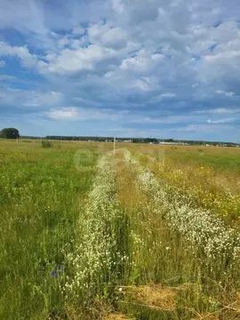 Участок в Новосибирская область, Новосибирский район, Толмачевский ...