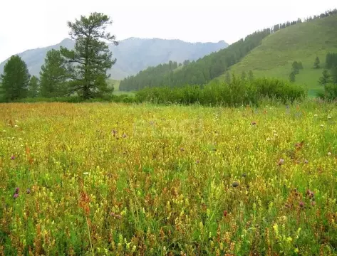 Участок в Алтай, Усть-Канский район, с. Усть-Кан Ленинская ул. (260.0 ...