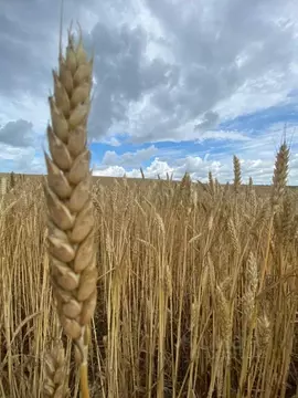 Участок в Краснодарский край, Брюховецкий район, Брюховецкая ст-ца ул. ...