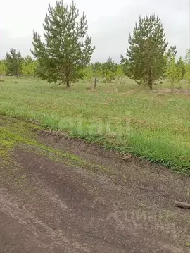 Участок в Алтайский край, Первомайский район, пос. Новый ул. ...