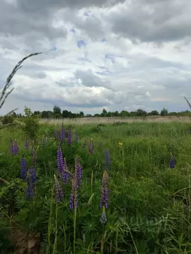 Участок в Калининградская область, Гурьевский муниципальный округ, ...