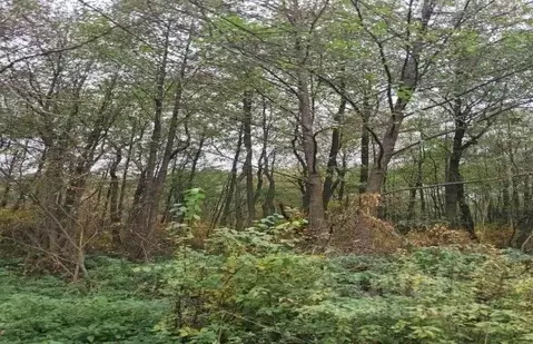 Участок в Московская область, Лосино-Петровский  (23.74 сот.)