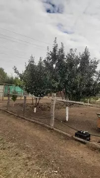 Участок в Саратовская область, Воскресенский район, Елшанское ...