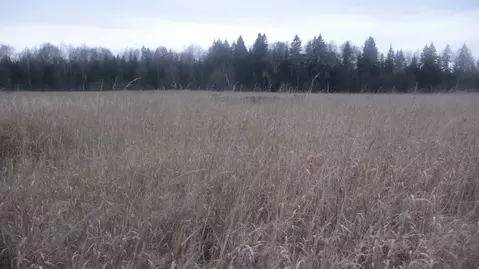 Участок в Московская область, Шаховская муниципальный округ, с. Белая ...