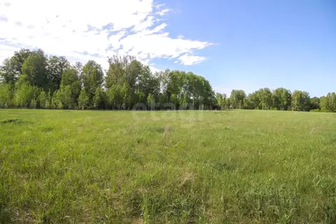 Участок в Алтайский край, Первомайский район, с. Фирсово, Полесье мкр  ...