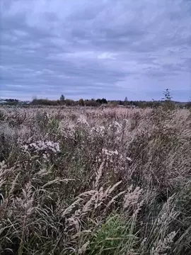 Участок в Пермский край, Пермский муниципальный округ, д. Большакино  ...