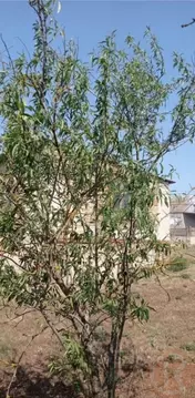 Дом в Крым, Сакский район, Суворовское с/пос, Сокол садовое ...