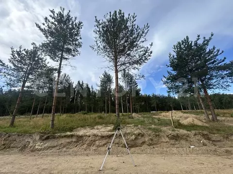 Участок в Ленинградская область, Приозерский район, Громовское с/пос, ...