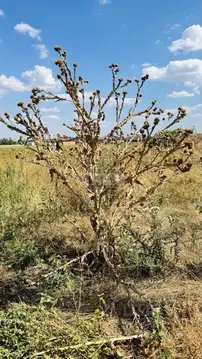 Участок в Краснодарский край, Кореновск ул. Чернышевского (8.0 сот.)