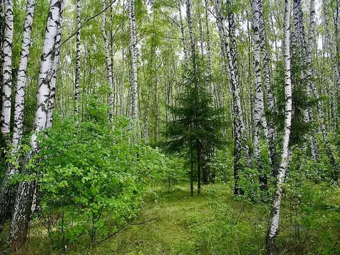 Участок в Тульская область, Ясногорский район, Теляковское с/пос, д. ...