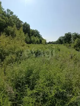 Участок в Амурская область, Благовещенск Игнатьевское ш., 7 (11.0 ...