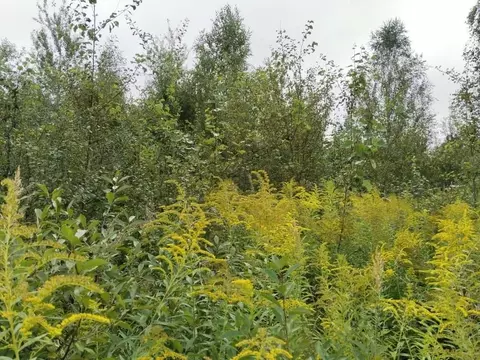 Участок в Московская область, Орехово-Зуевский городской округ, пос. ...