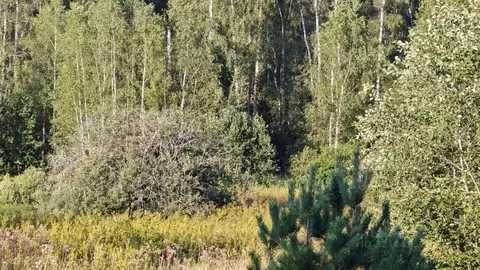 Участок в Московская область, Рузский муниципальный округ, д. Сытьково ...