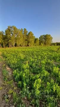 Участок в Иркутская область, Иркутский муниципальный округ, Вдовина ...