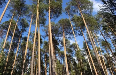 Участок в Московская область, Одинцовский городской округ, д. Раздоры, ...