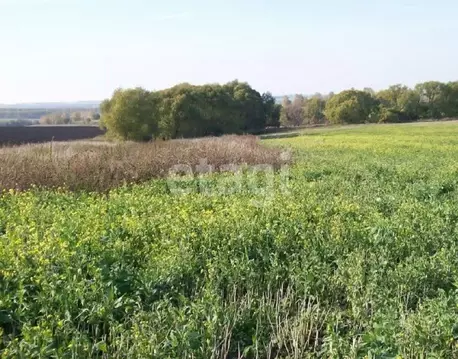 Участок в Тульская область, Щекинский район, Лазаревское с/пос, с. ...